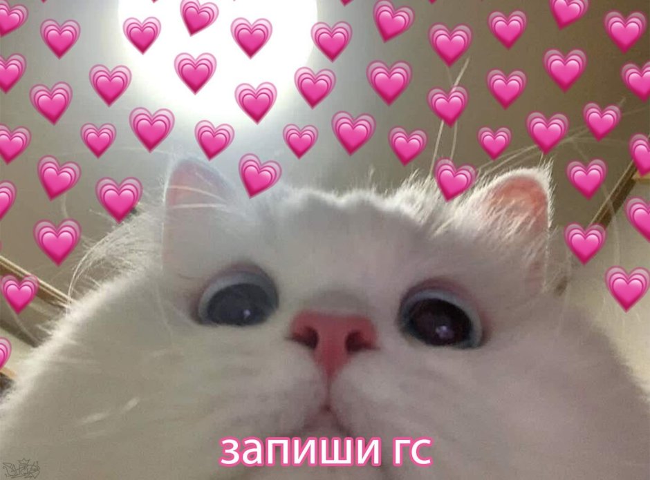 Котики с сердечками