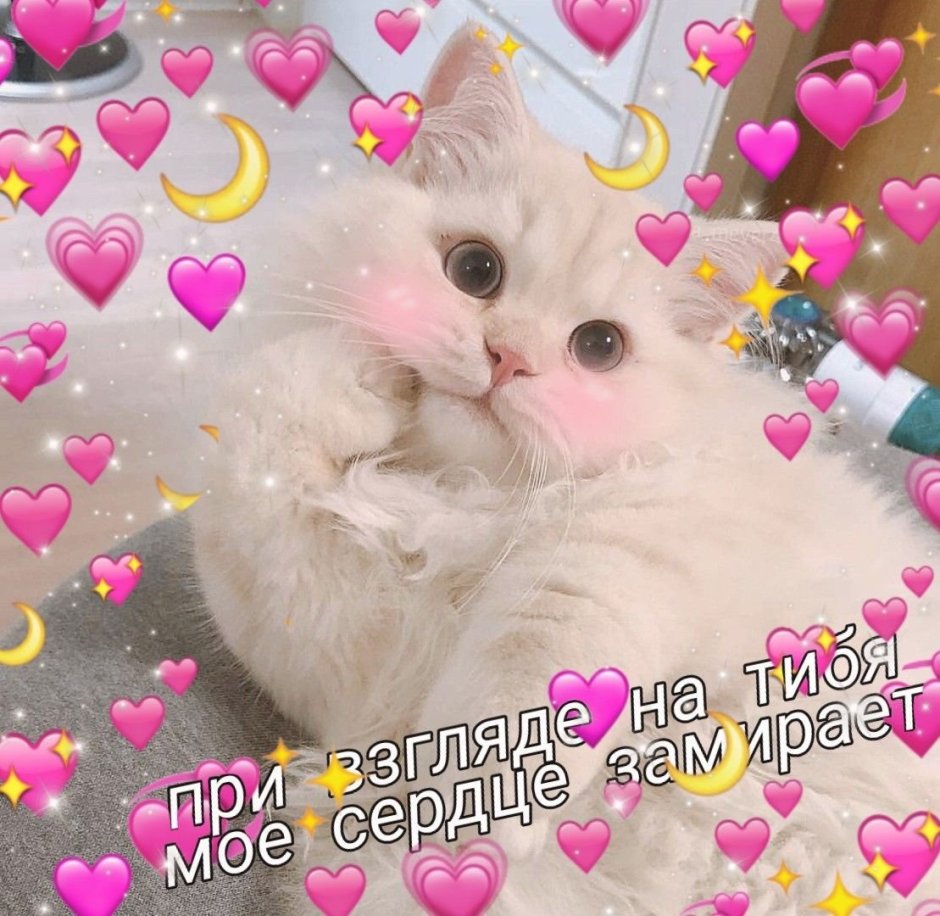 Милые котики с сердечками