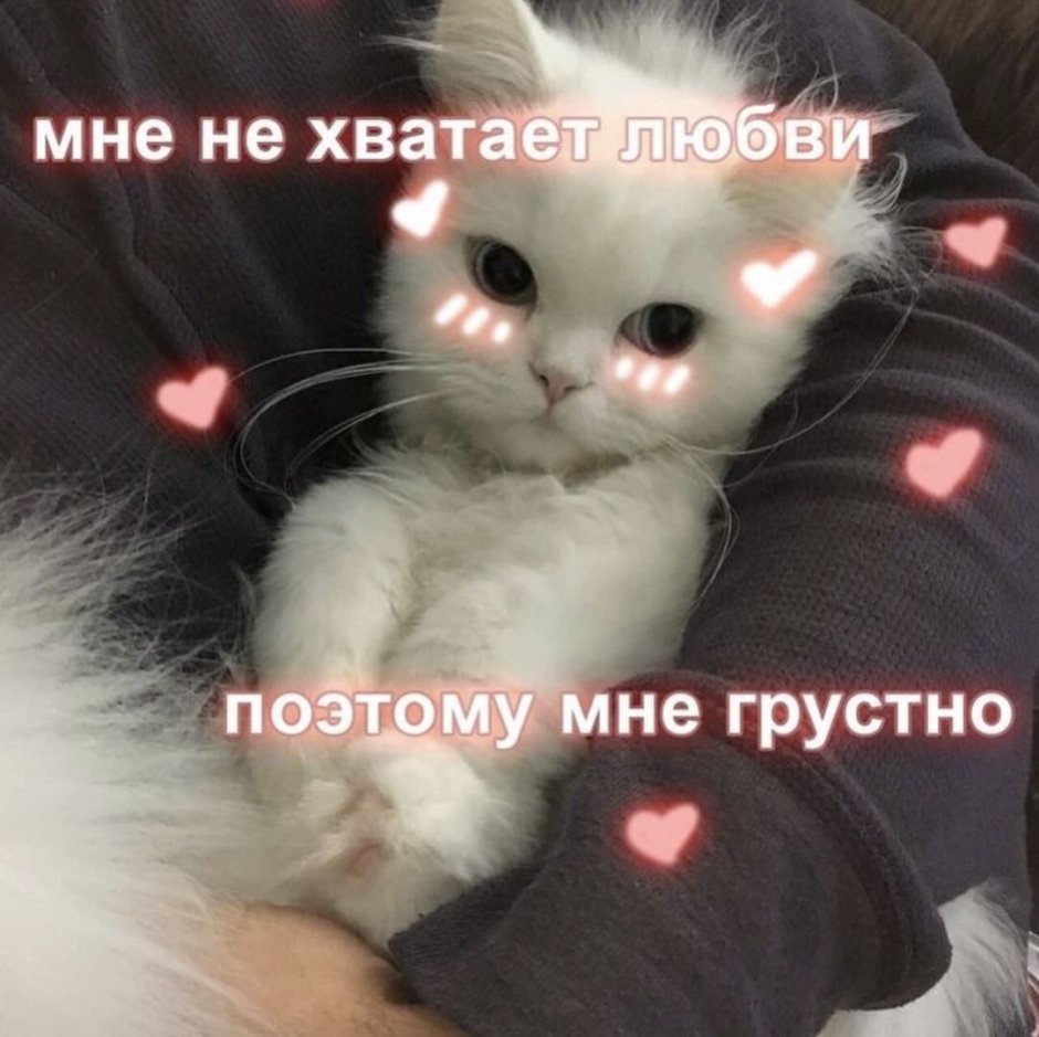 Милые пикчи с котиками про любовь