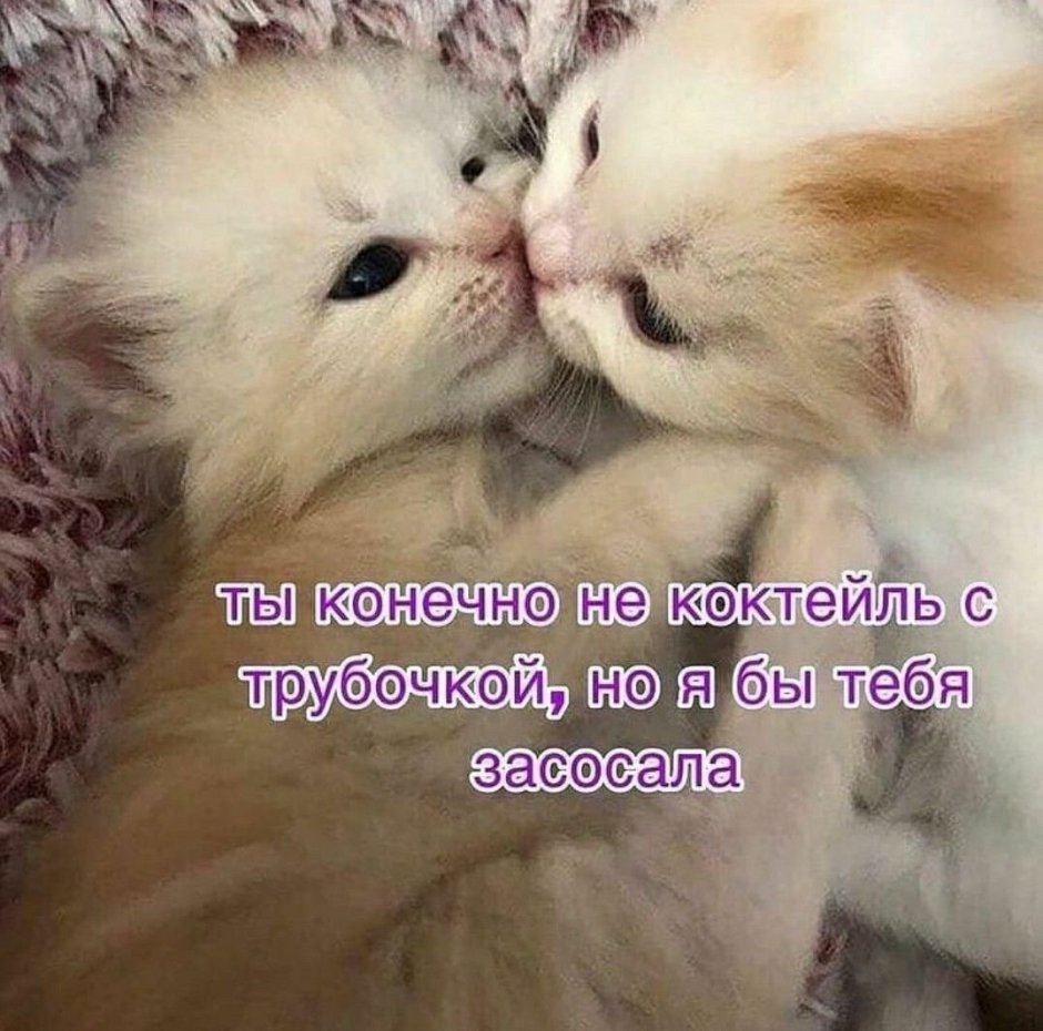 Котики обнимаются пикчи