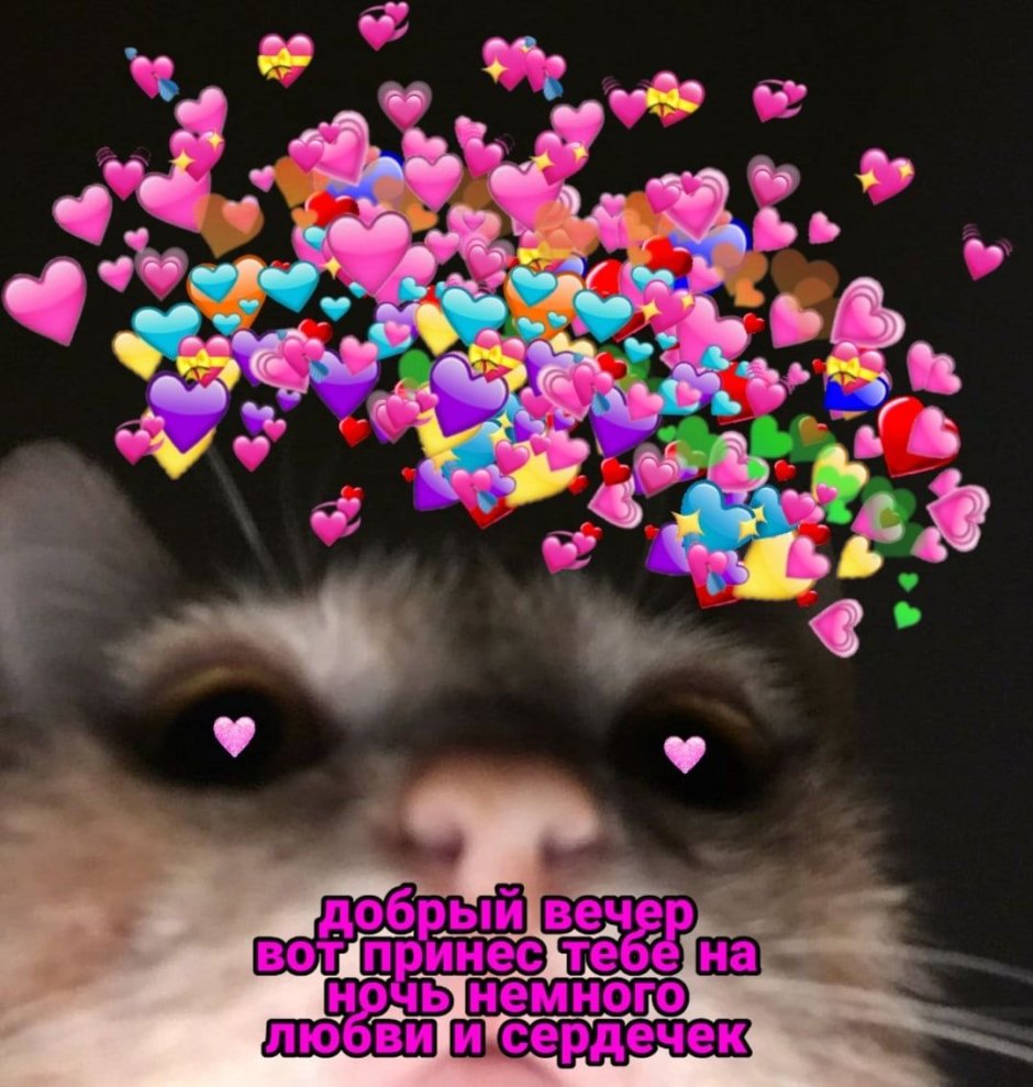 Котик в шапке Эстетика