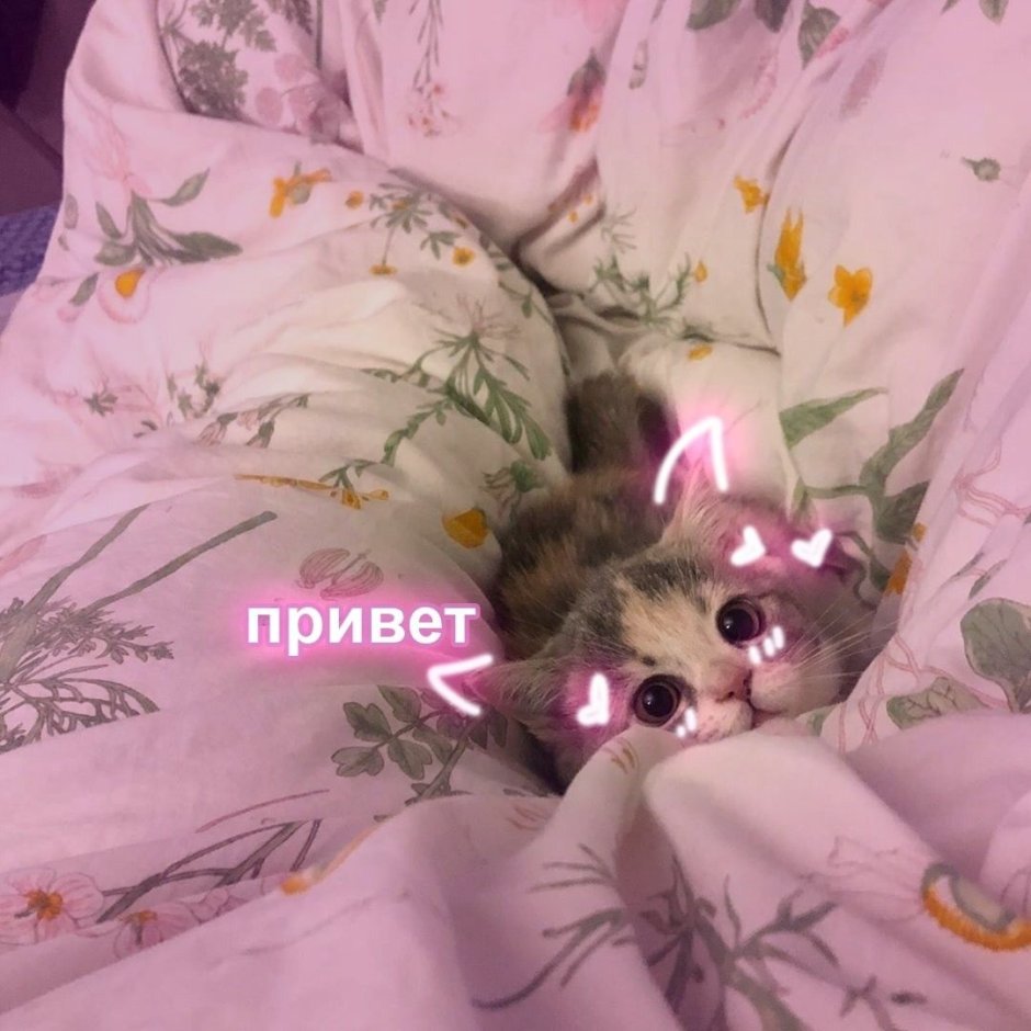 Котики с сердечками над головой