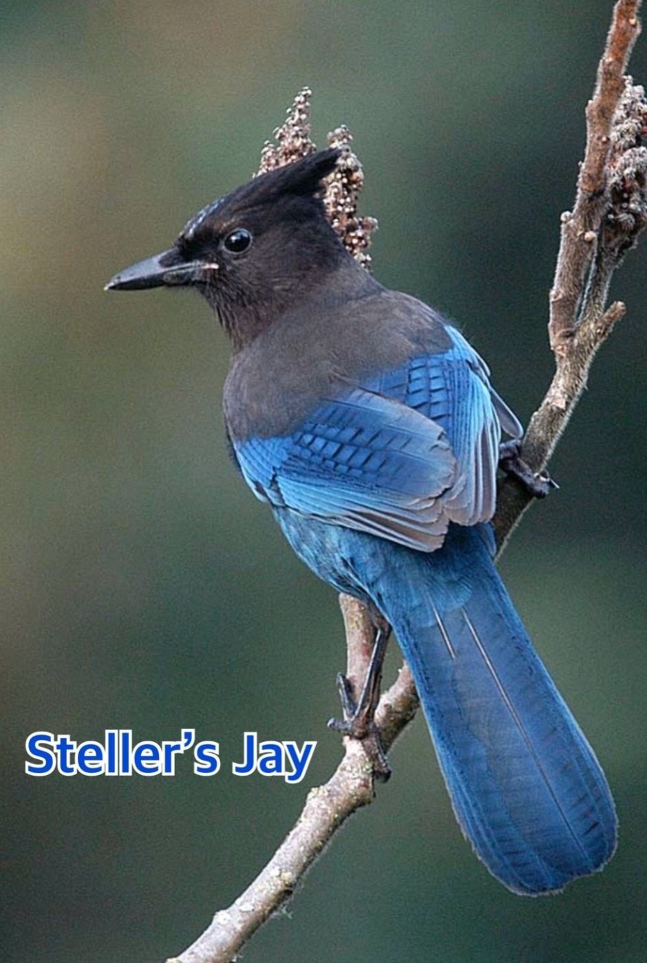 Птица Stellers Jay