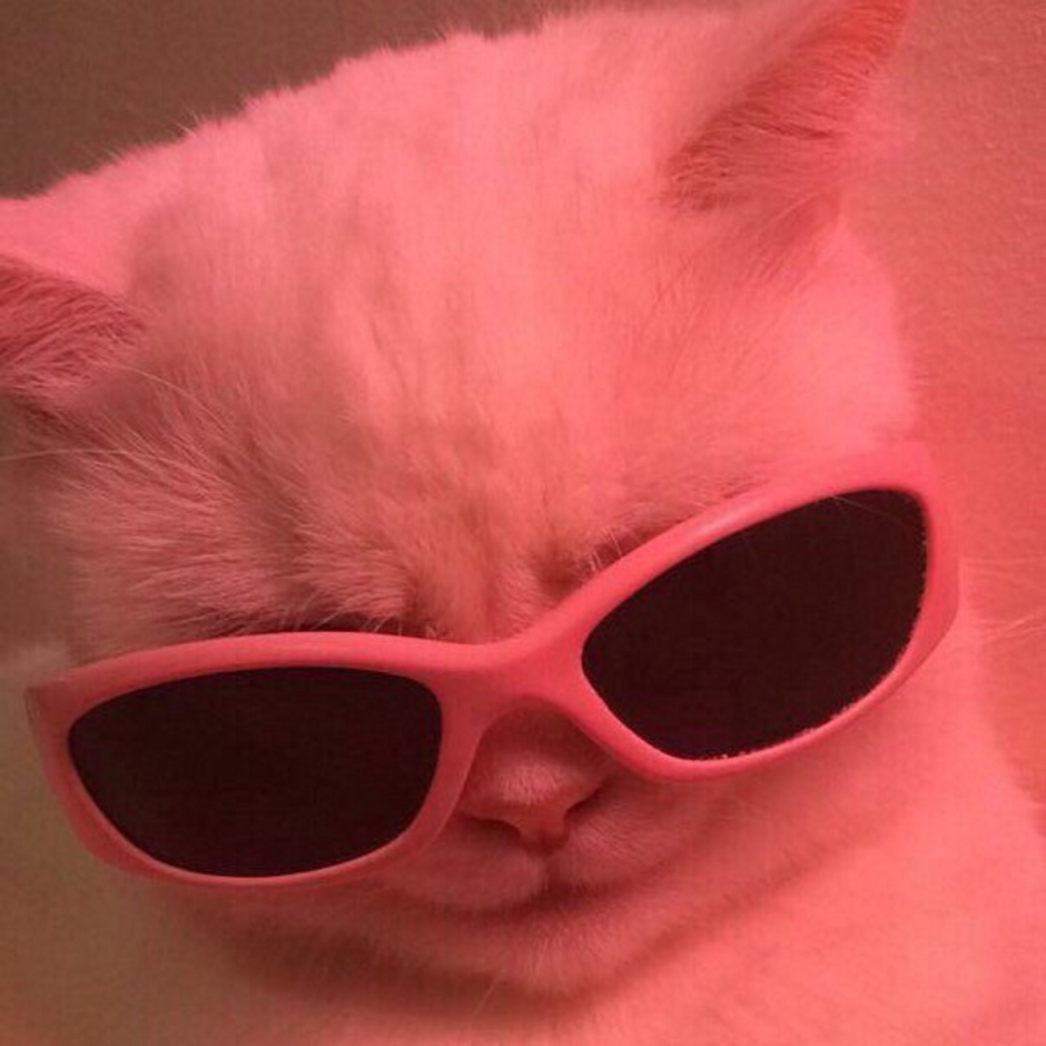Котик на розовом фоне