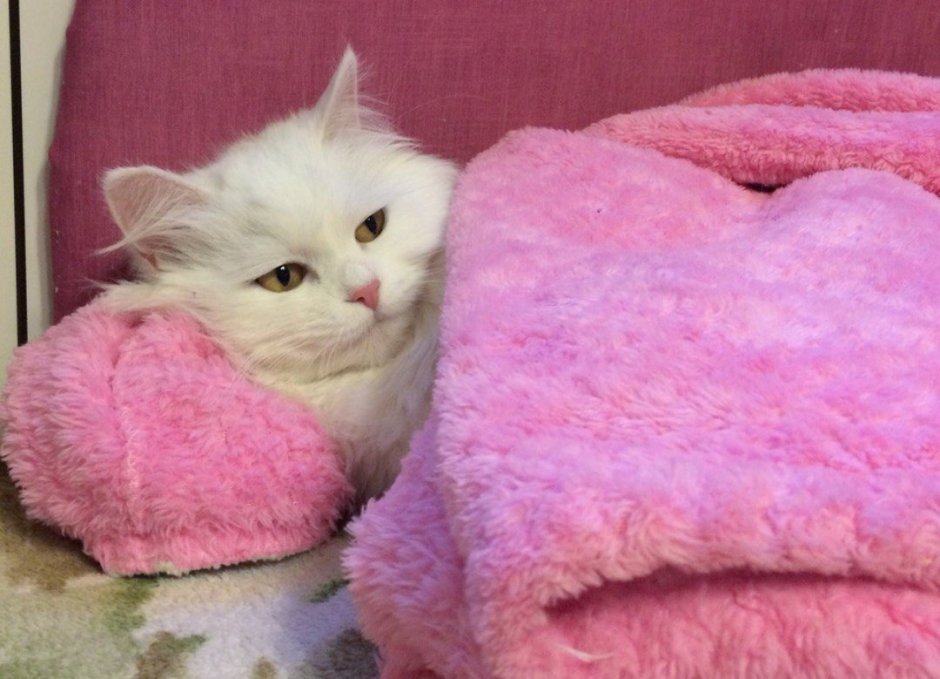 Белый пушистый котенок