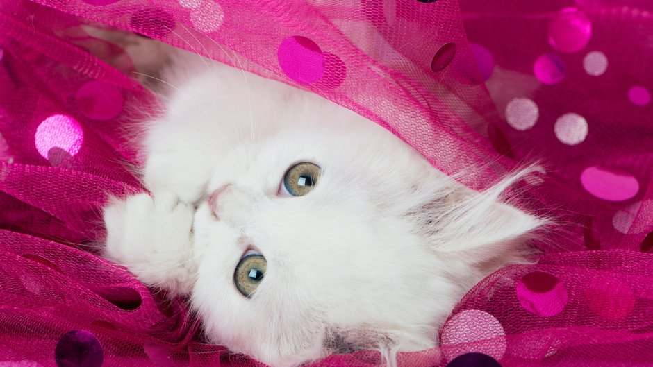 Розовая кошка фото