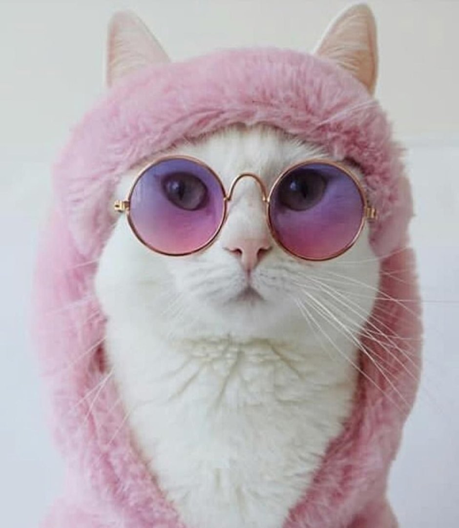 Розовая кошечка