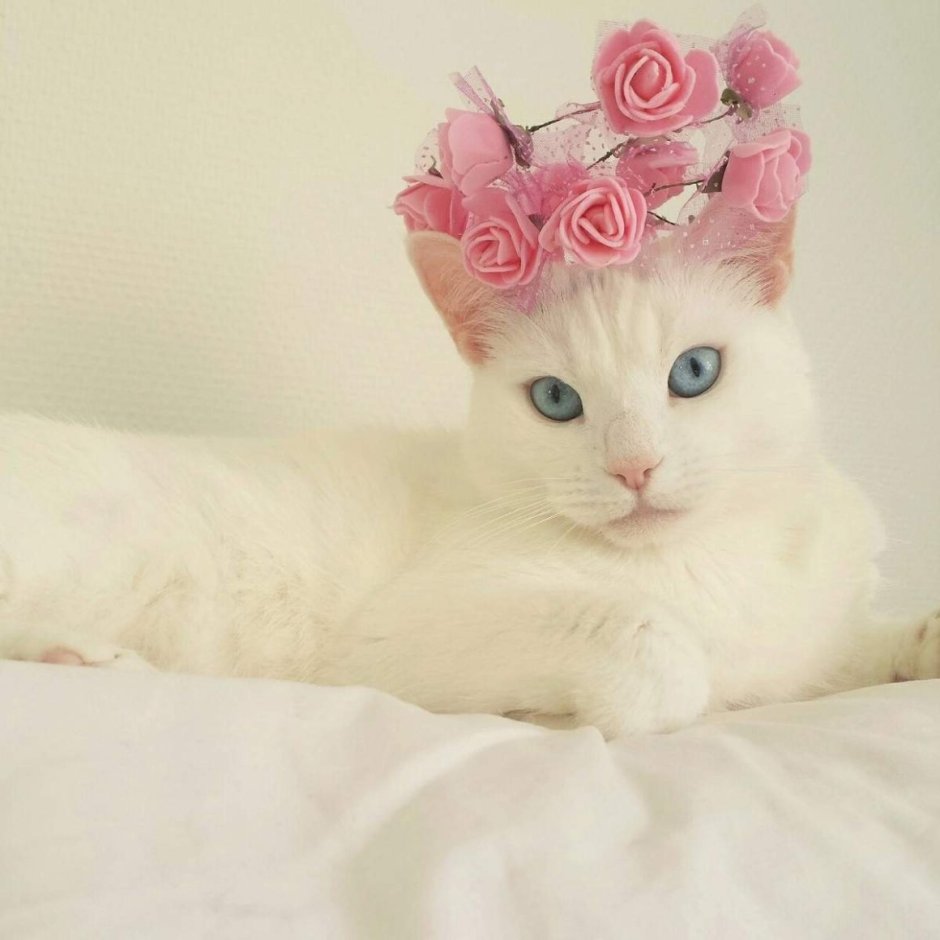 Милые котики на розовом фоне