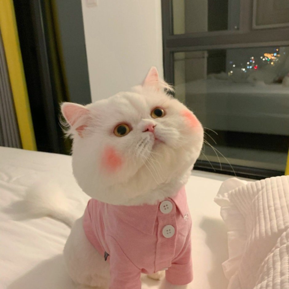 Розовый котик