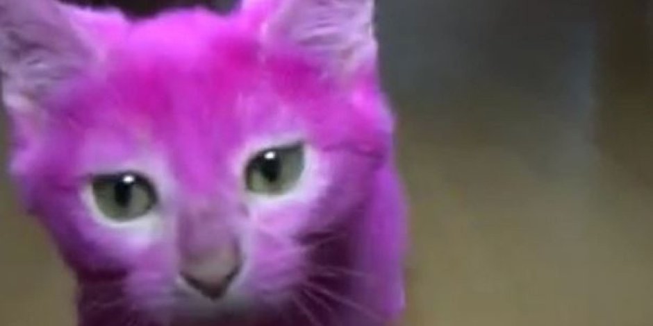 Рофловый кот