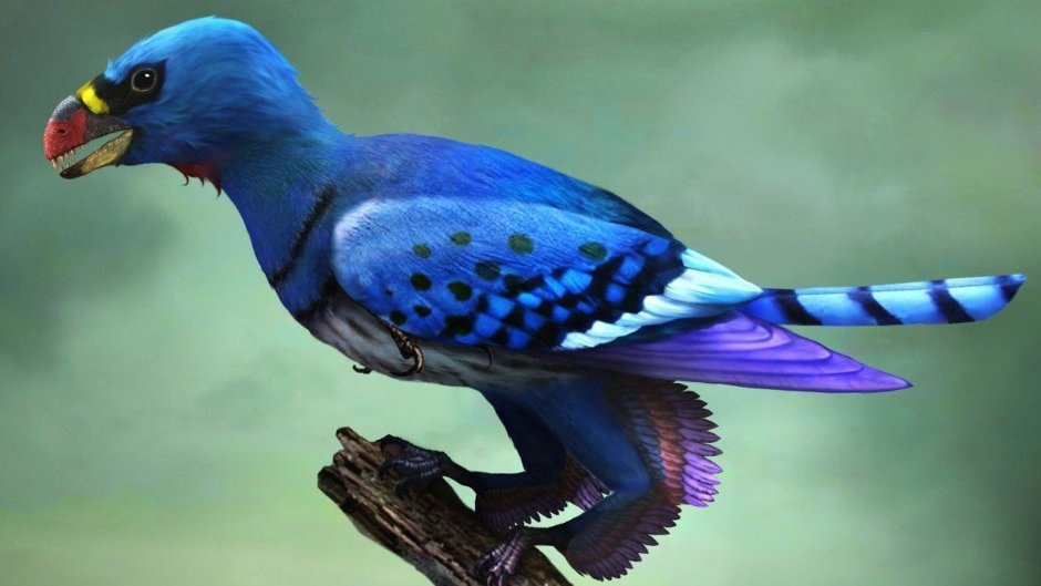 Sapeornis Chaoyangensis