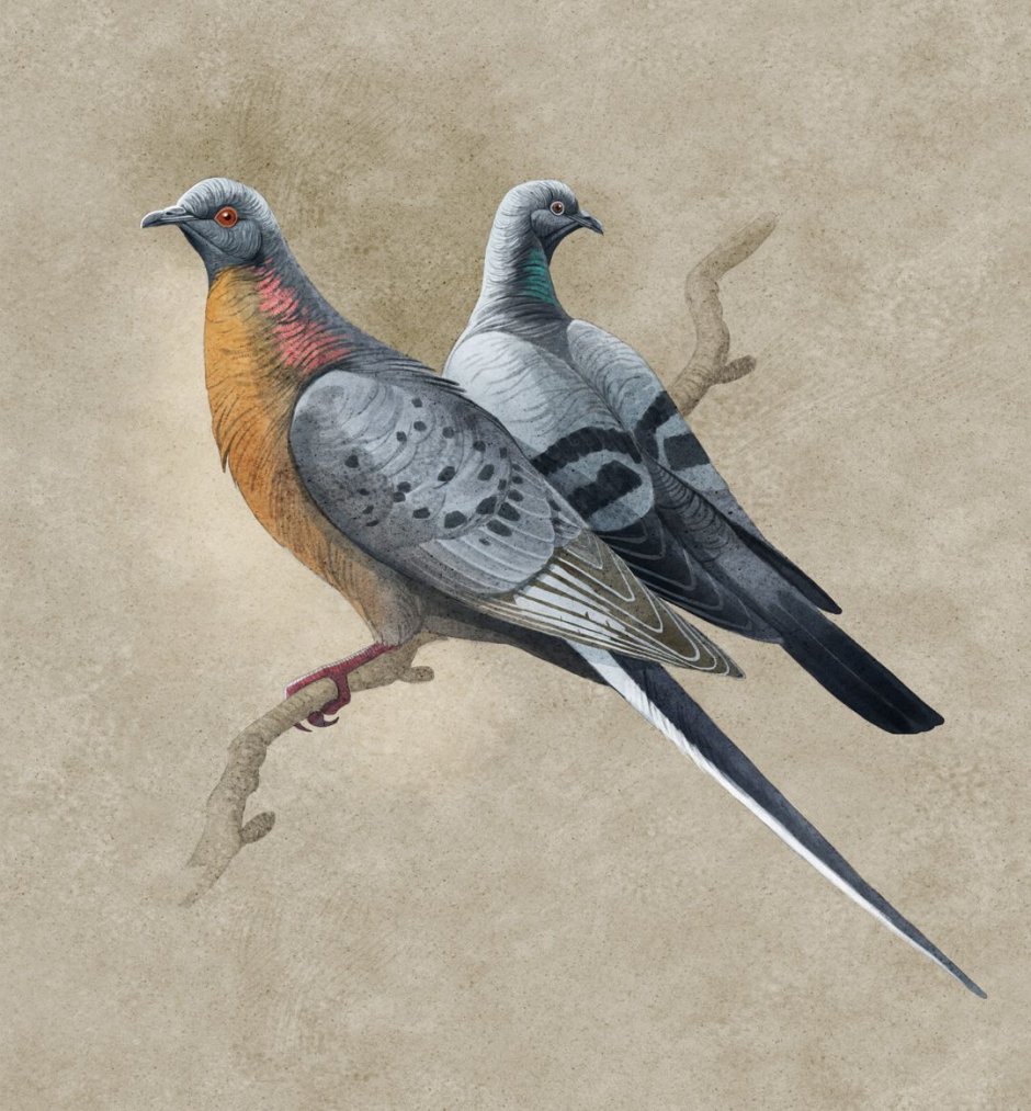 Странствующие голуби вымерли