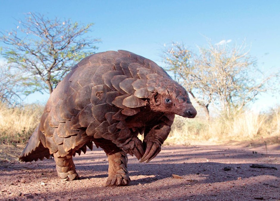 Панголин покемон