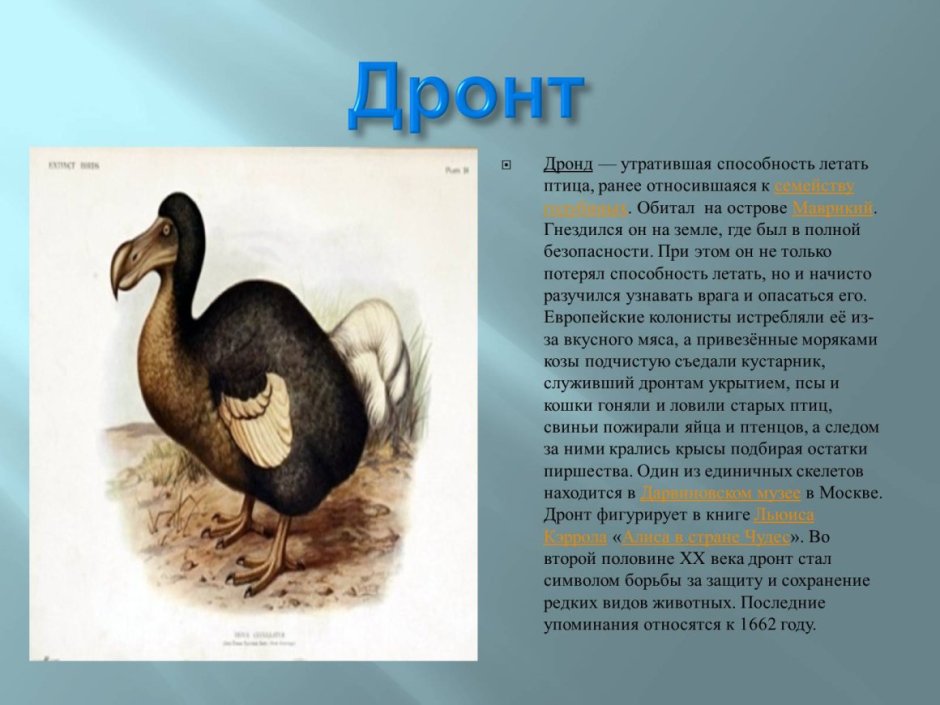 Дронт красная книга