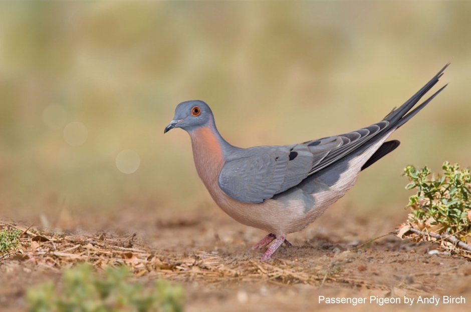 Странствующий голубь вымер