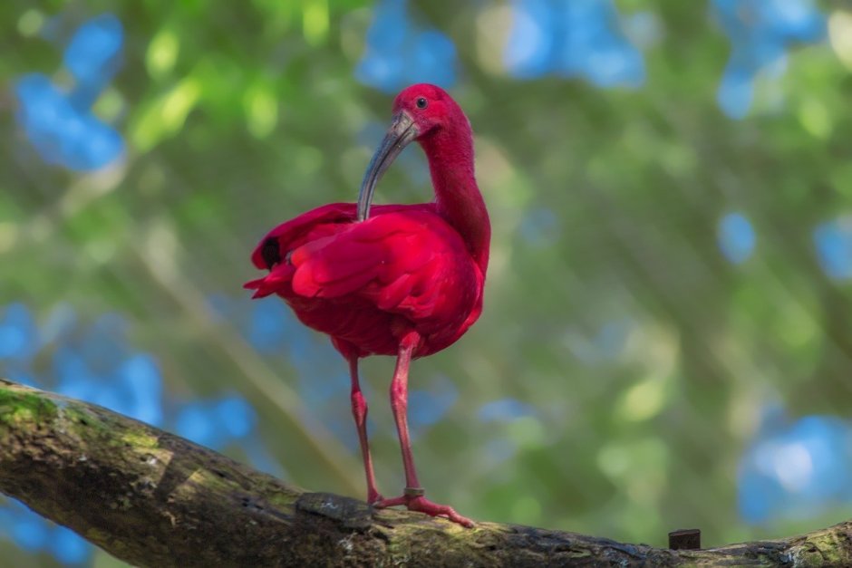 Экзотическая красная птица