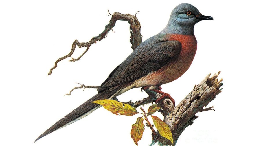 Вымершие животные Странствующий голубь