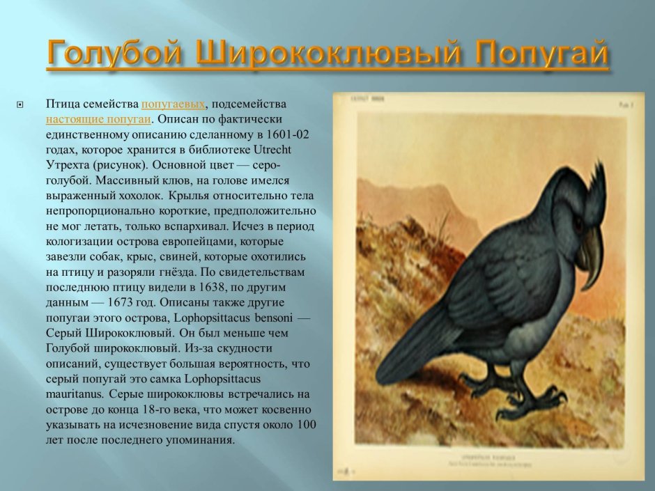 Презентация на тему вымирающие животные