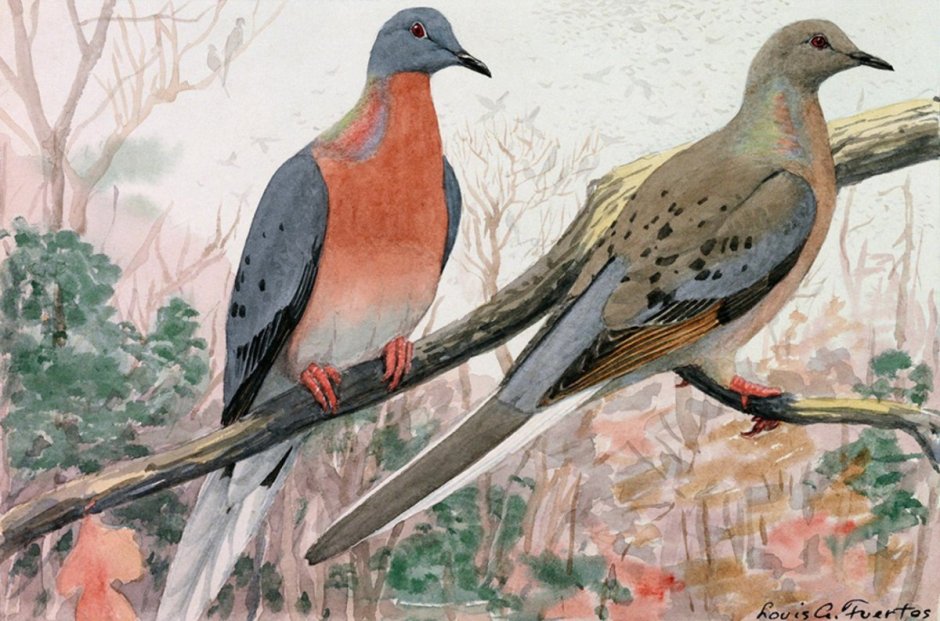 Странствующий голубь