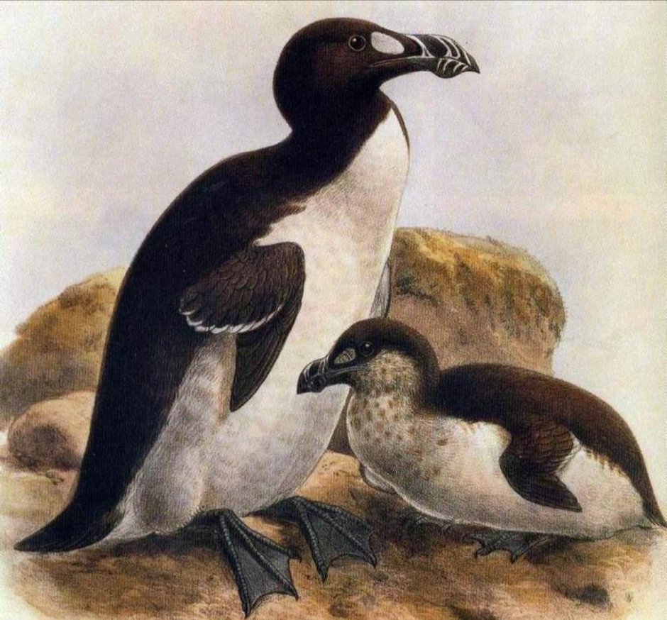 Бескрылая Гагарка красная книга