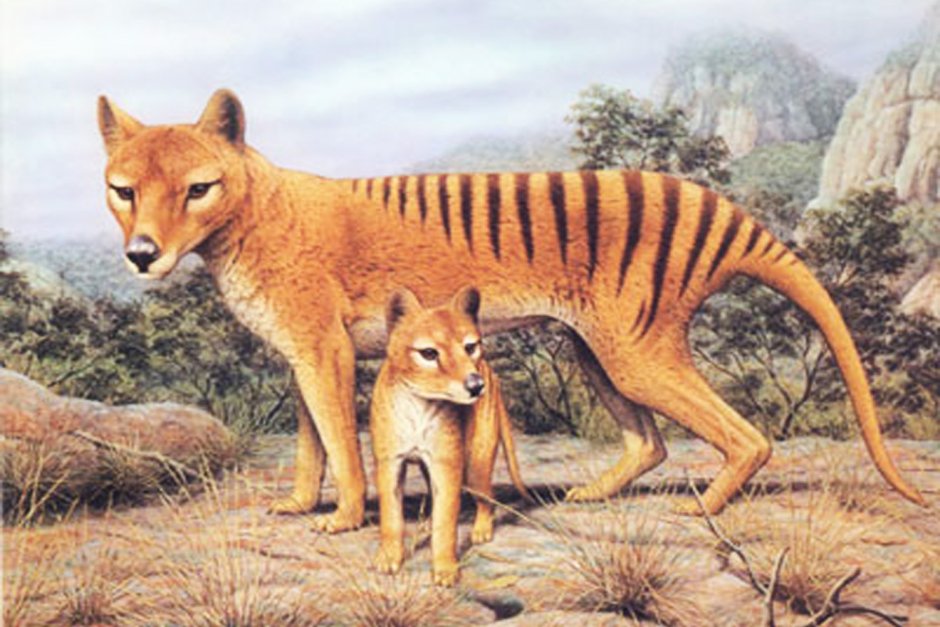 Тасманийский волк (тилацин)