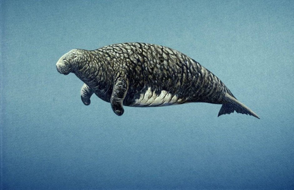 Корова Стеллера Командорские острова