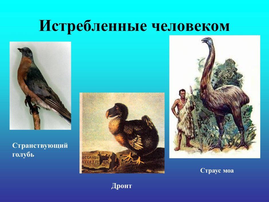 Птицы исчезнувшие по вине человека