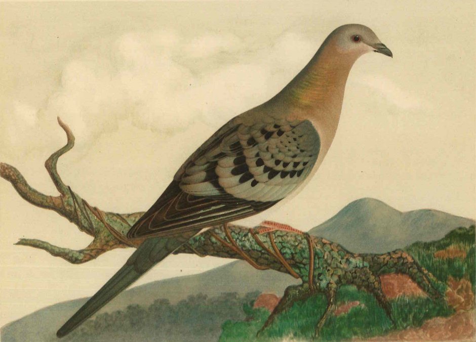 Странствующие голуби вымерли