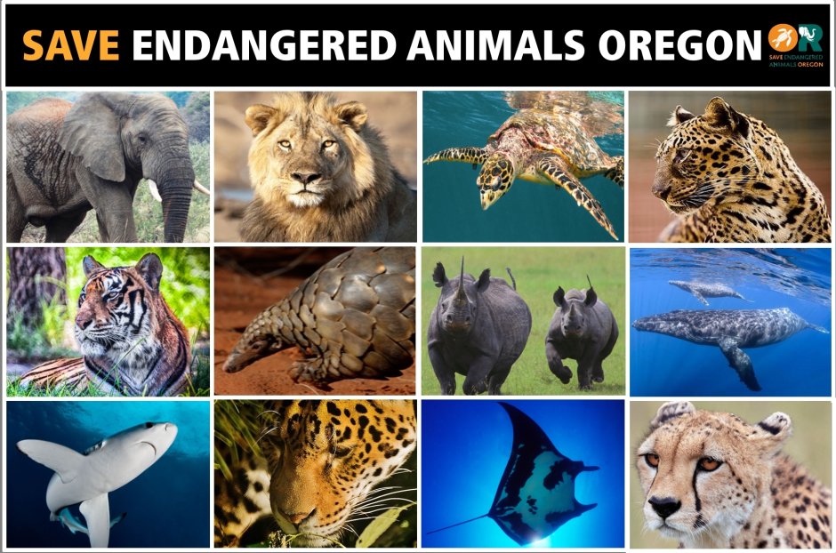 Исчезающие животные коллаж