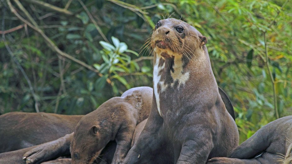 Исчезающие животные мира