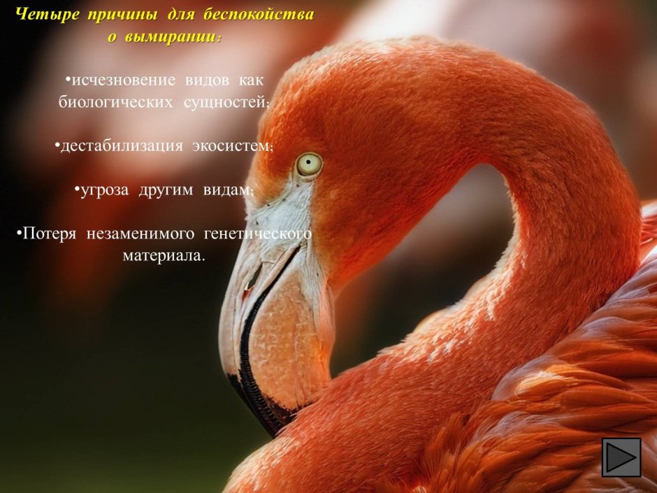 Исчезающие животные