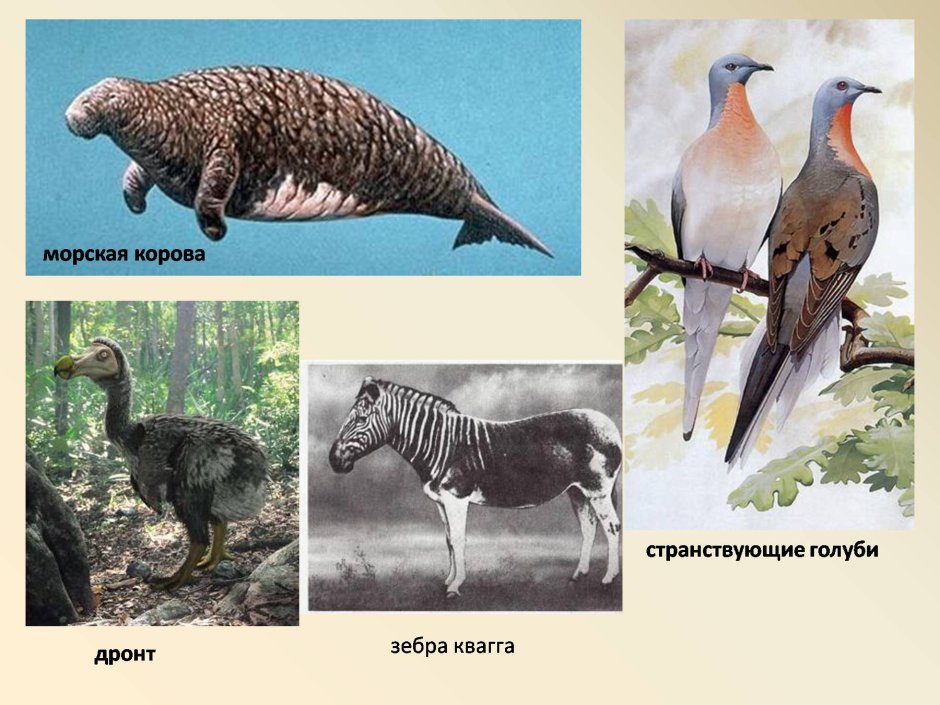 Морская корова, Тарпан, Зебра квагга, странствующие голуби, Дронт.