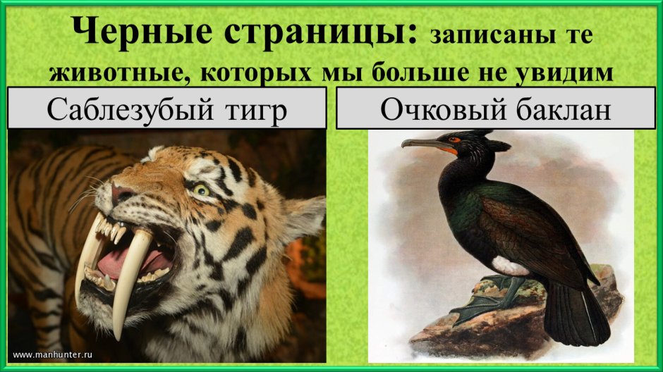 Чёрные страницы красной книги животные