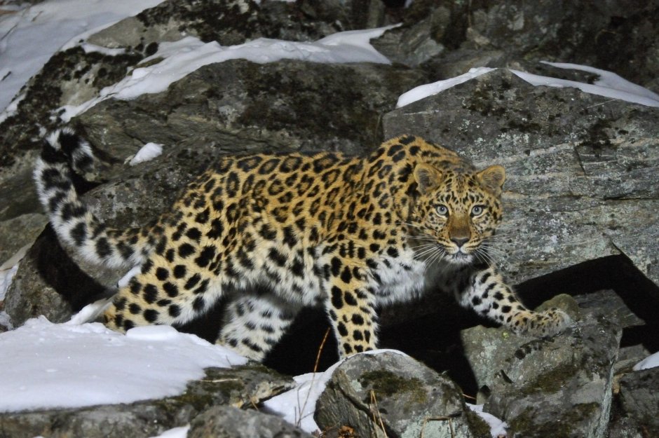 Дальневосточный леопард (Panthera pardus orientalis)
