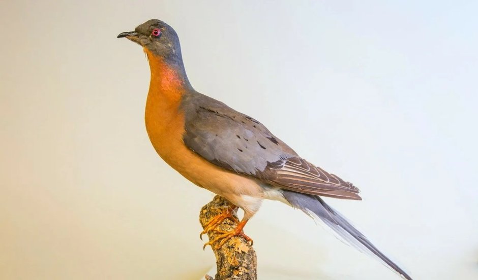 Вымершие животные Странствующий голубь