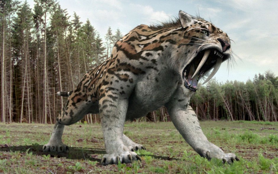 Cмилодон (Саблезубый тигр)