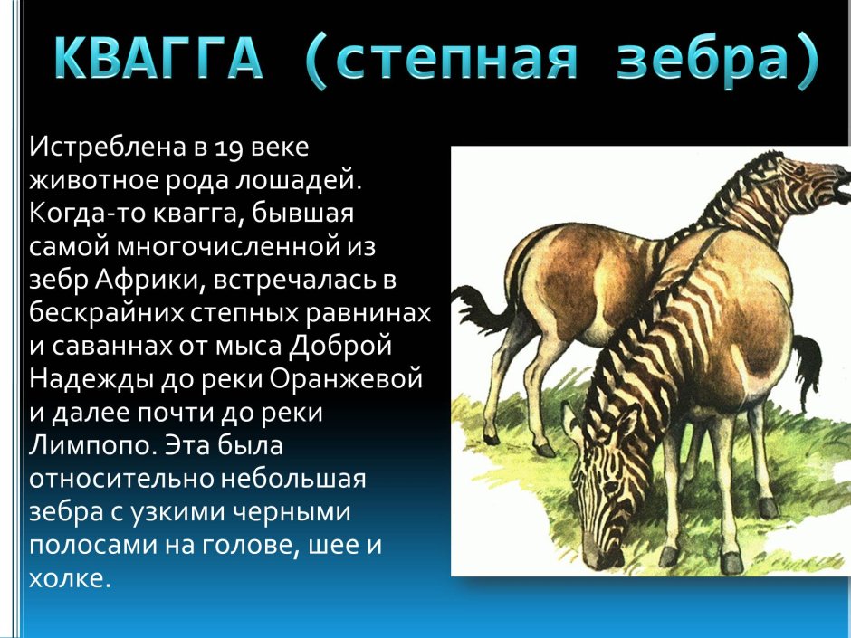 Квагга скелет