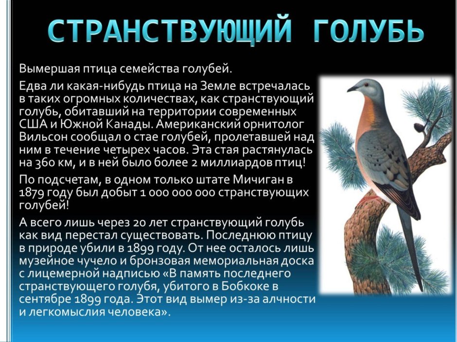 Исчезающие виды птиц