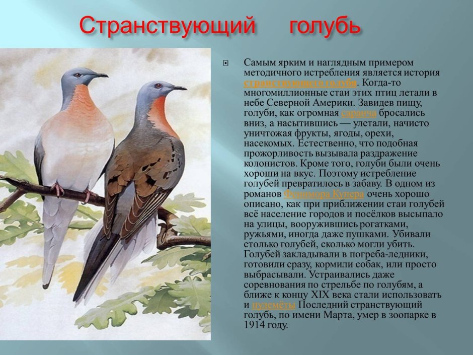 Красная книга России Странствующий голубь