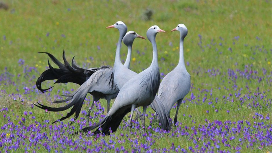 Райская красавка журавль