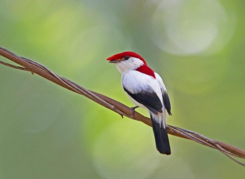 Шлемоносный Манакин-арарипе (Araripe Manakin)