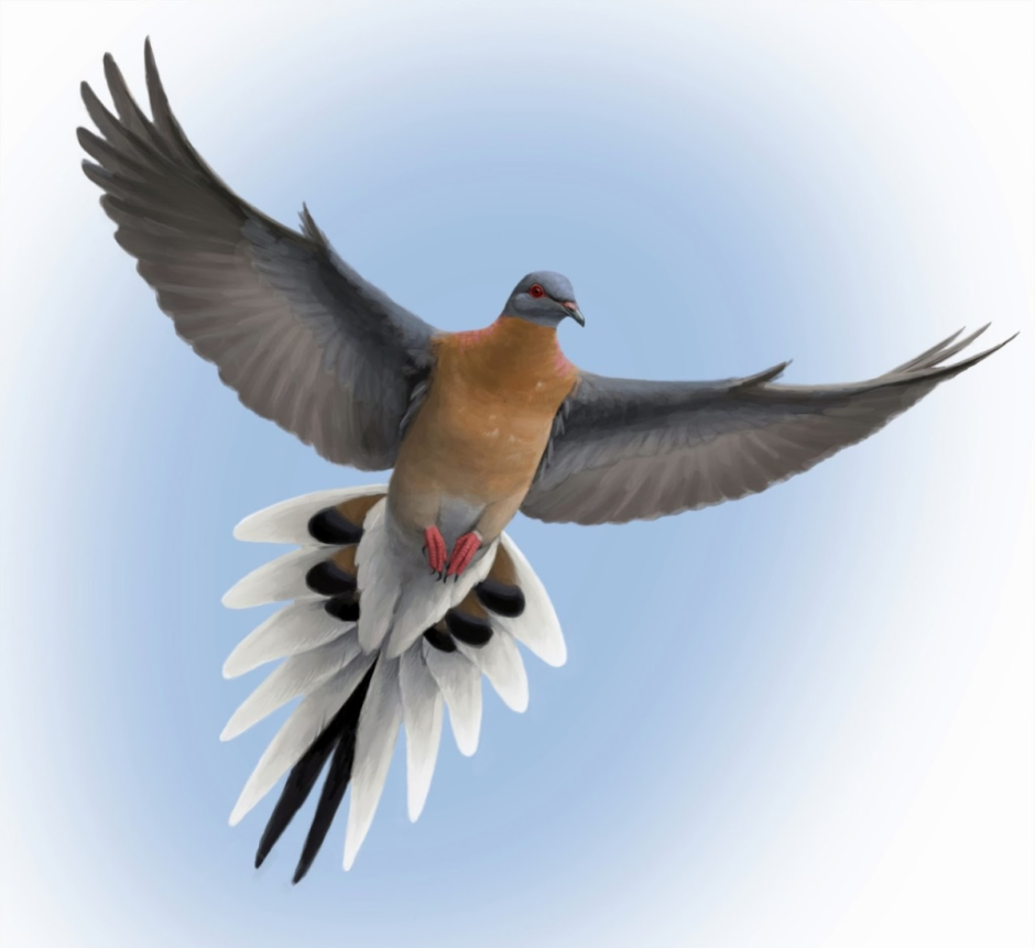 Птица Странствующий голубь