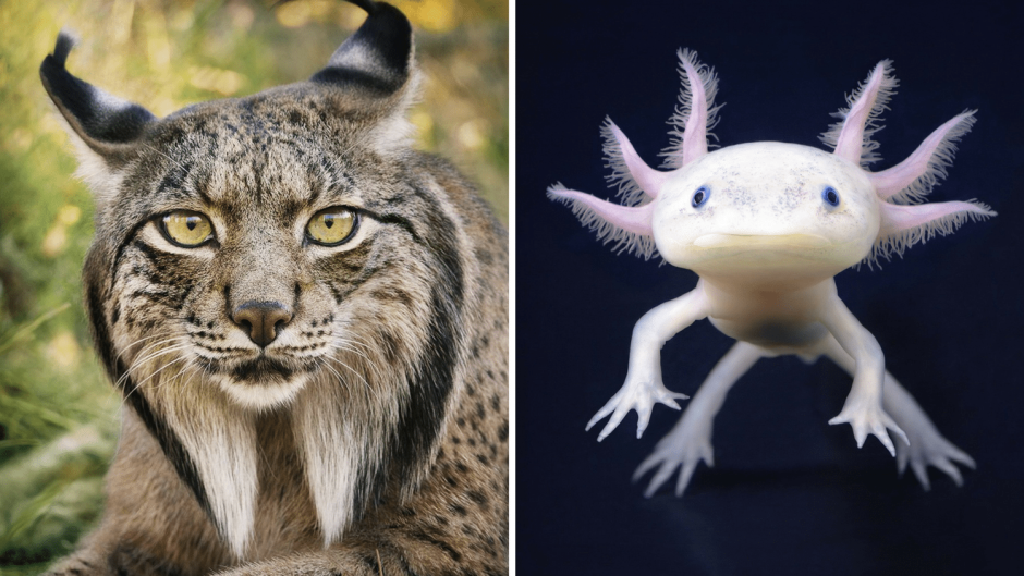 Известные животные мира