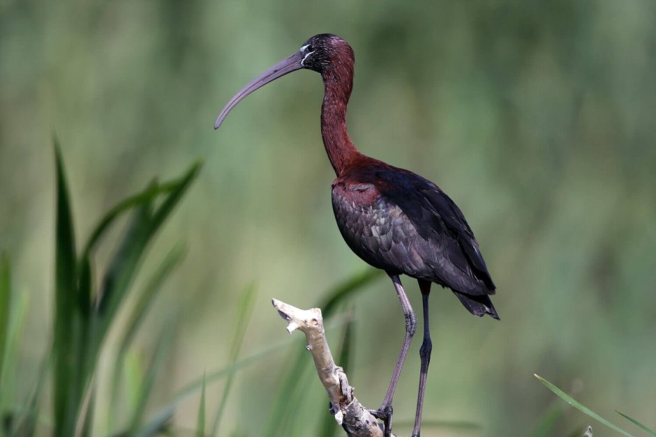 Астраханский заповедник Каравайка