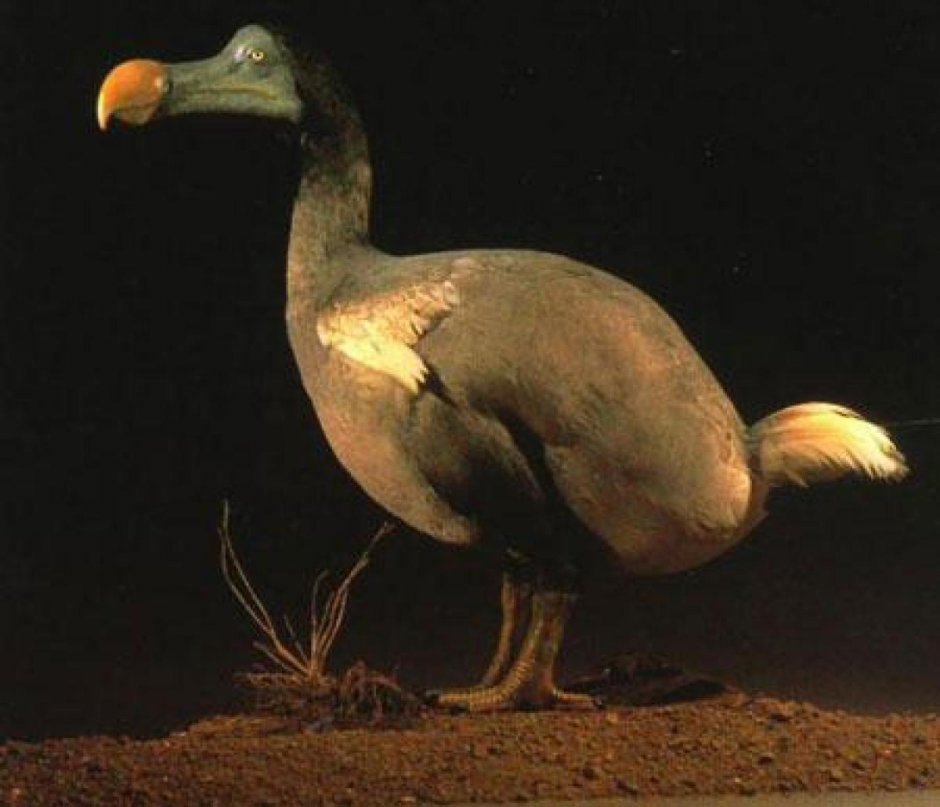 1.4. Маврикийский Дронт (Додо)