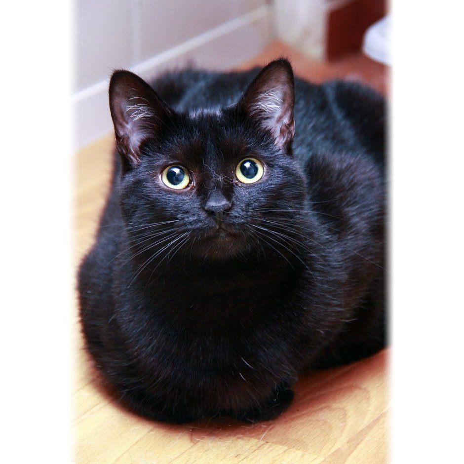 Метис кот черный