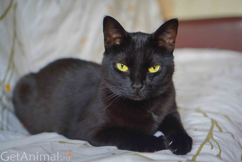 Бомбейская кошка помесь