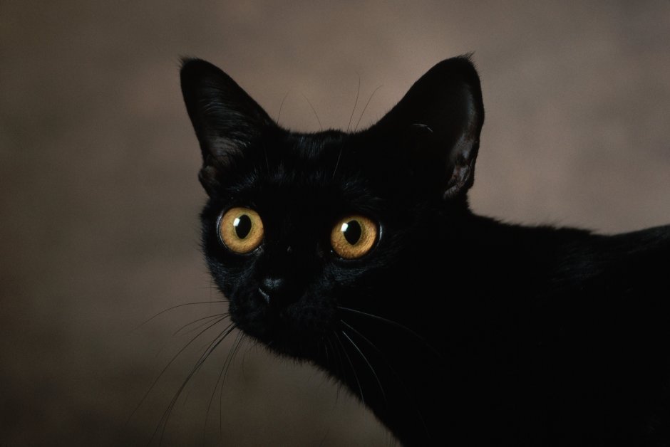 Метис кошка черная