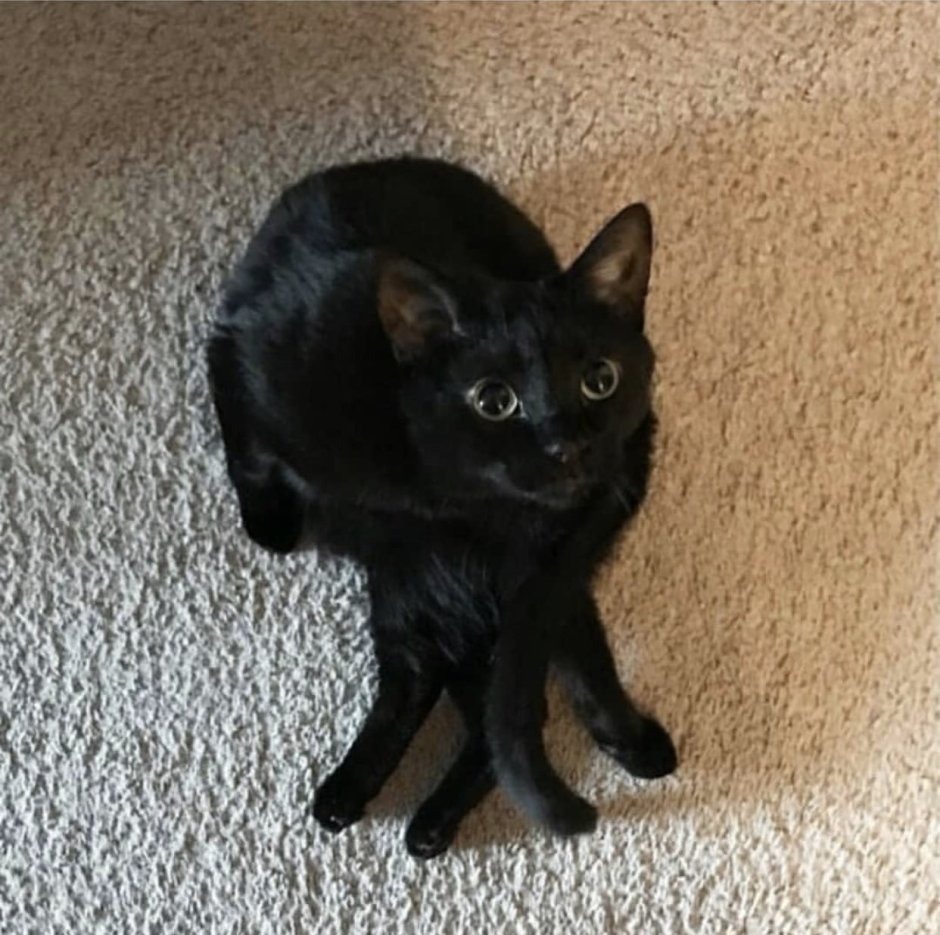 Кошка черная коричневая