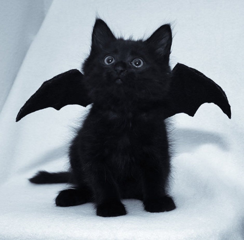Чёрные коты Эстетика